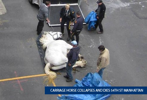 Carriage Horse collapses and dies, 54th Street, NYC